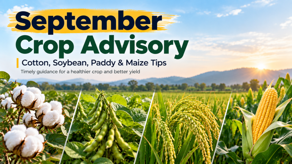 September Crop Advisory: Cotton, Soybean, Paddy & Maize Tips