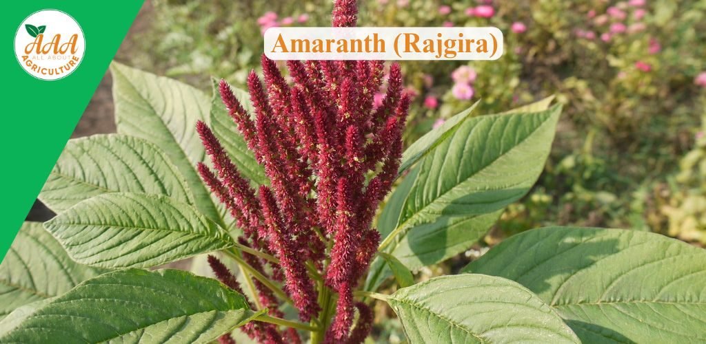 Amaranth (Rajgira)