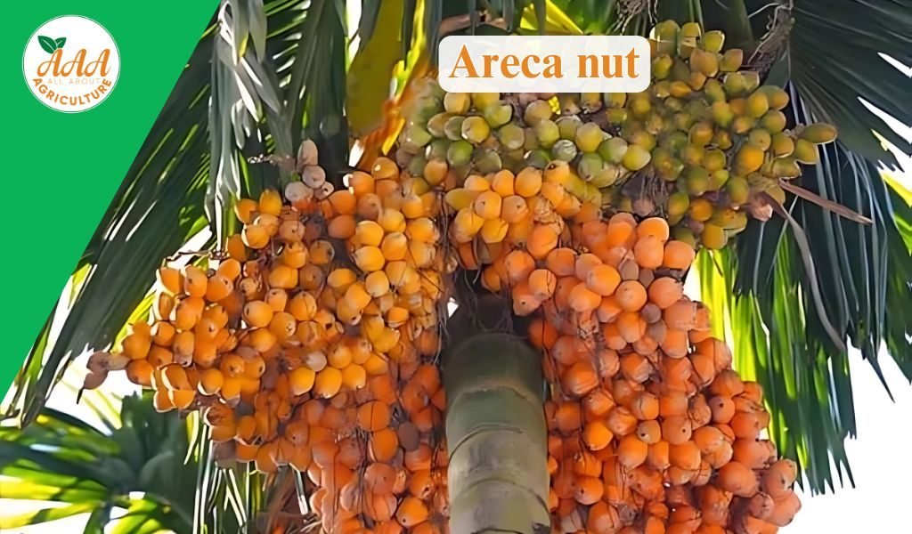 Areca nut