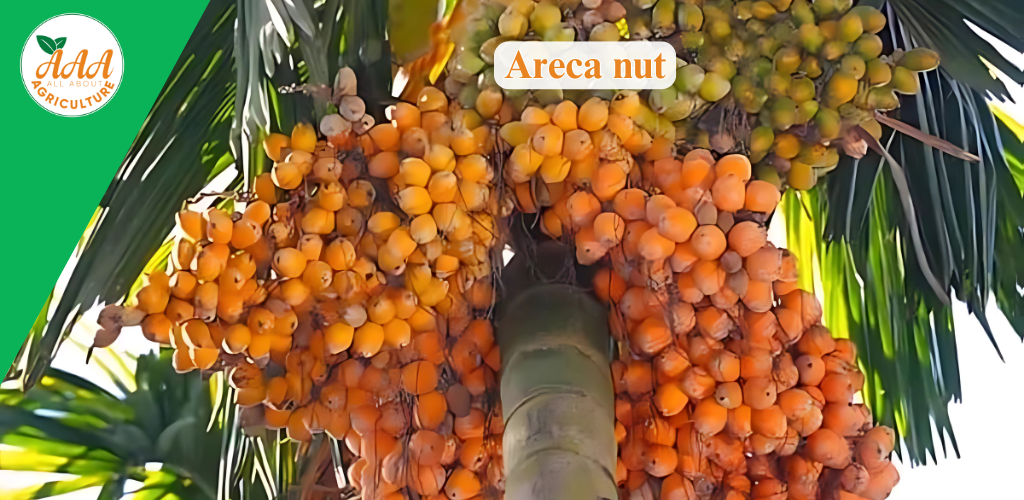 Areca nut