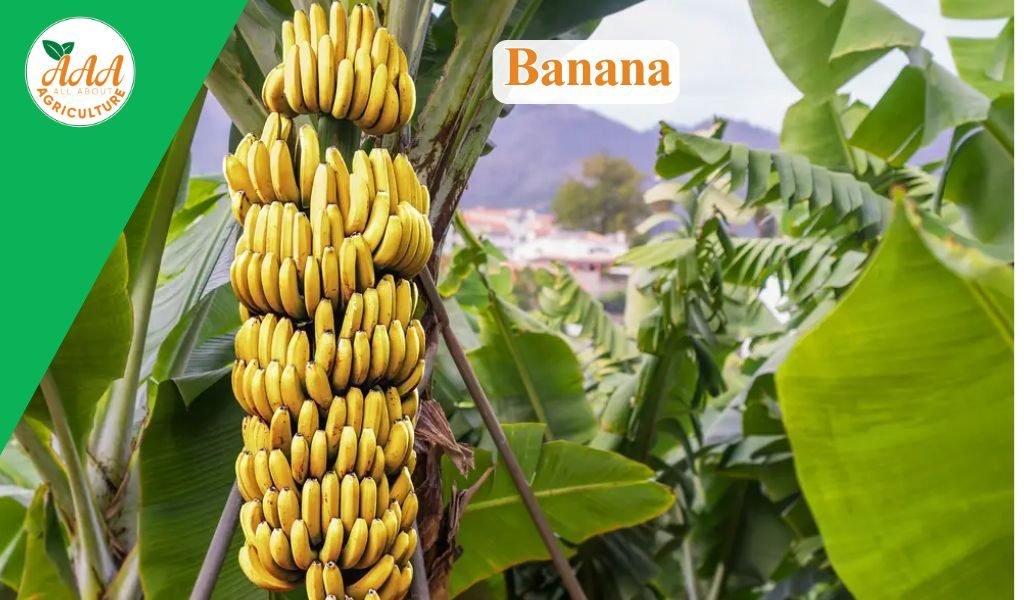 Banana