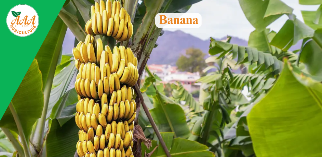 Banana