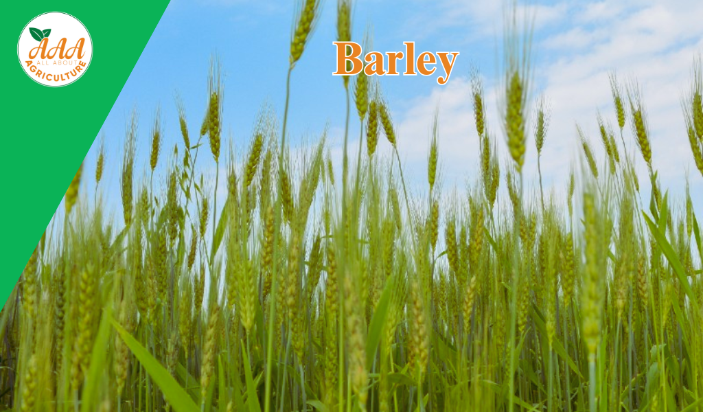Barley