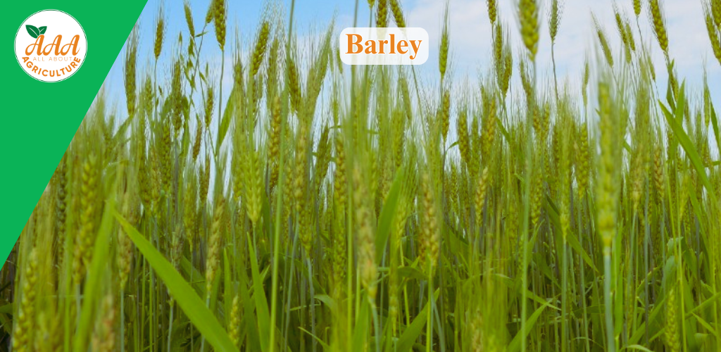 Barley
