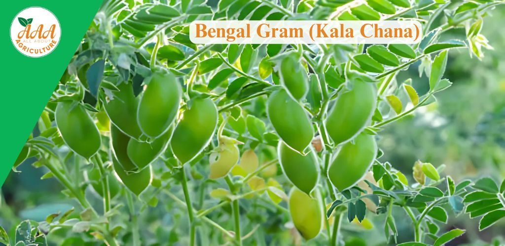 Bengal Gram (Kala Chana)