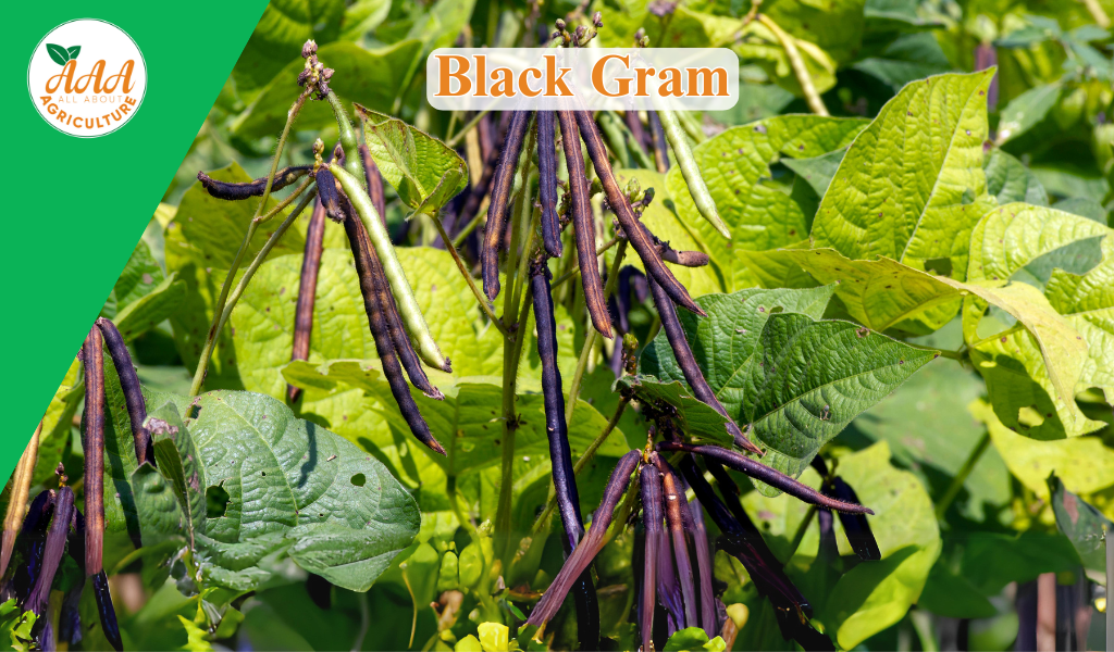 Black Gram