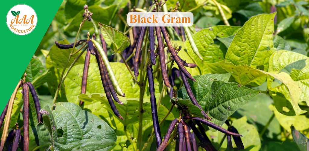 Black Gram
