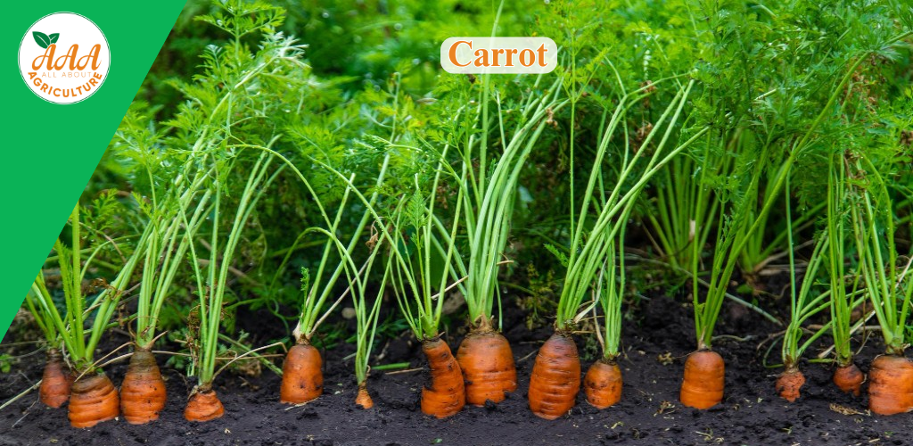 Carrot