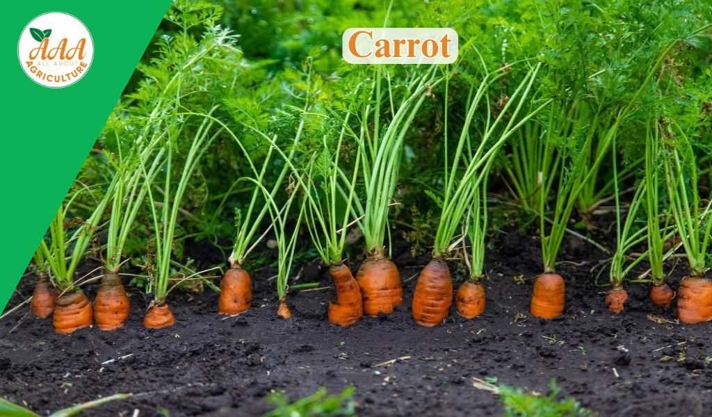 Carrot