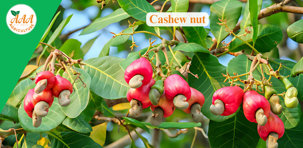 Cashew nut