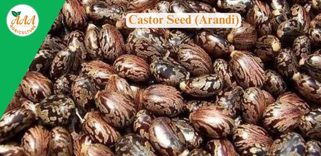 Castor Seed (Arandi)