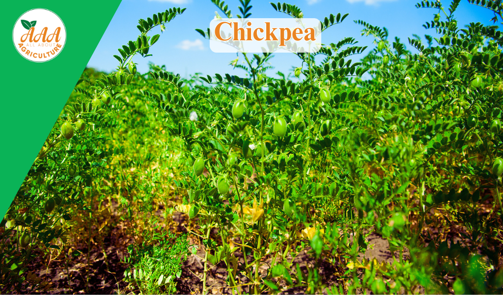 Chickpea