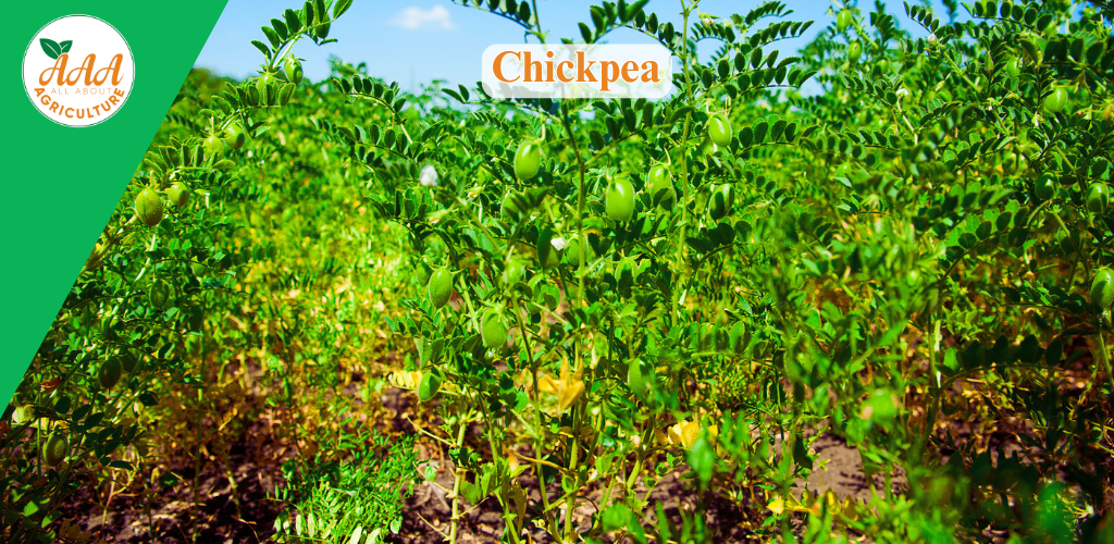 Chickpea