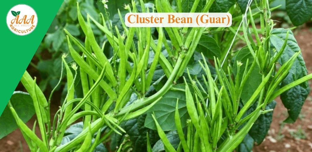 Cluster Bean (Guar)
