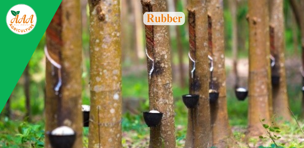 Rubber