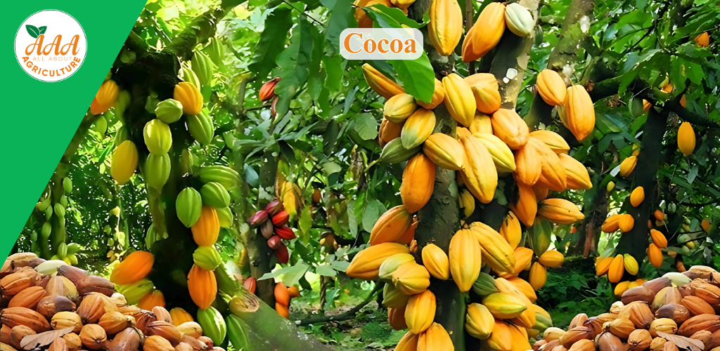 Cocoa