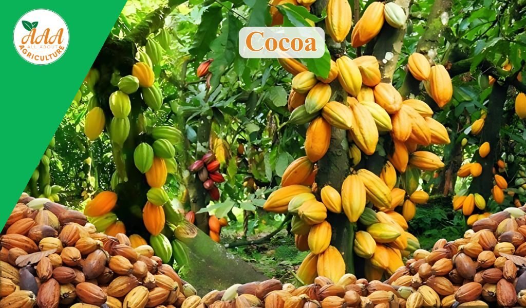 Cocoa