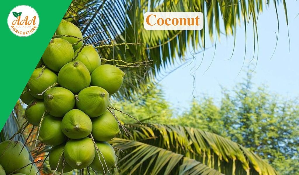 Coconut