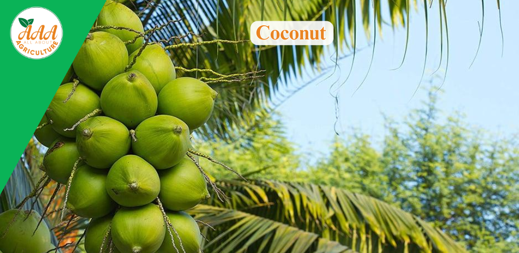 Coconut