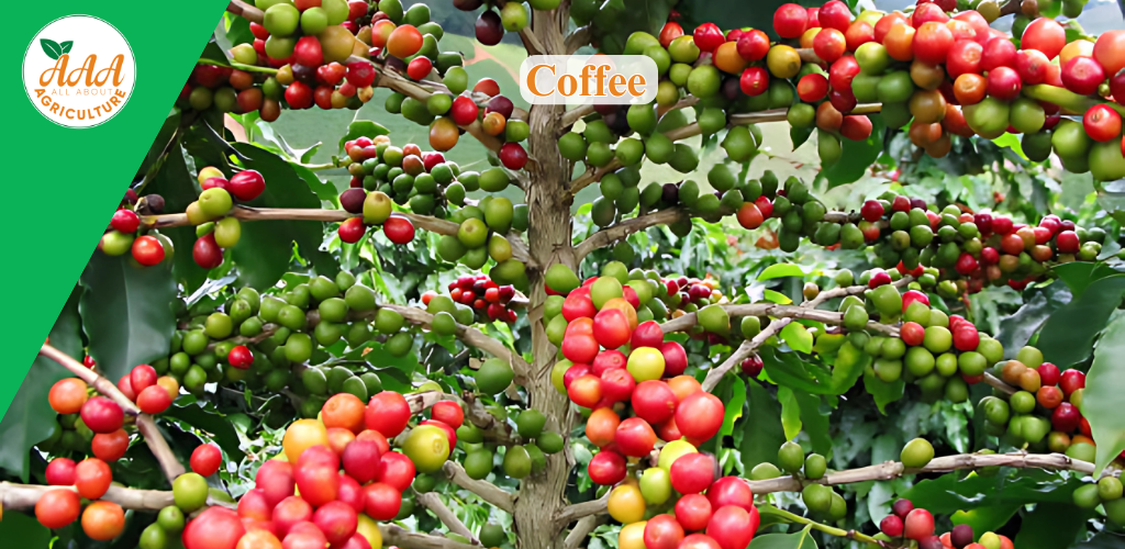Coffee - All About Agriculture