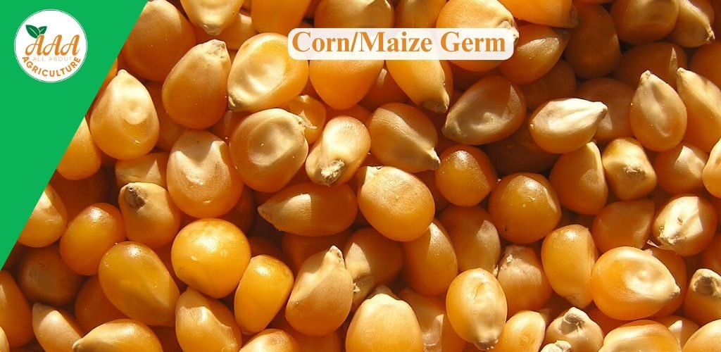 CornMaize Germ