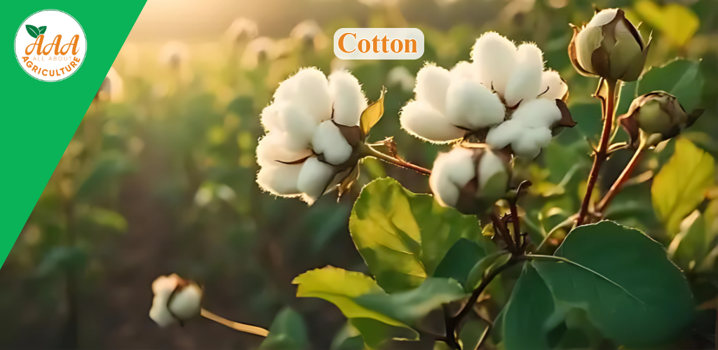 Cotton