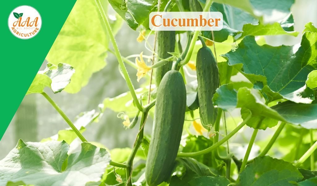 Cucumber