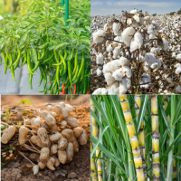 Cash Crop