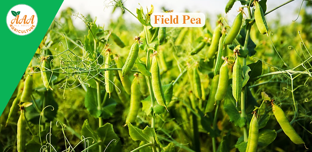 Field Pea