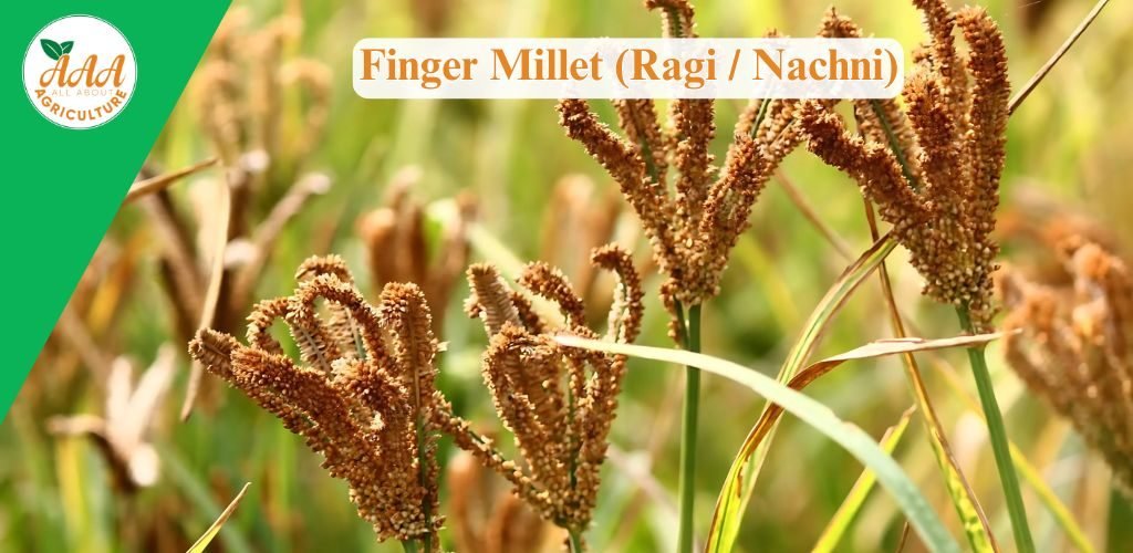 Finger Millet (Ragi _ Nachni)