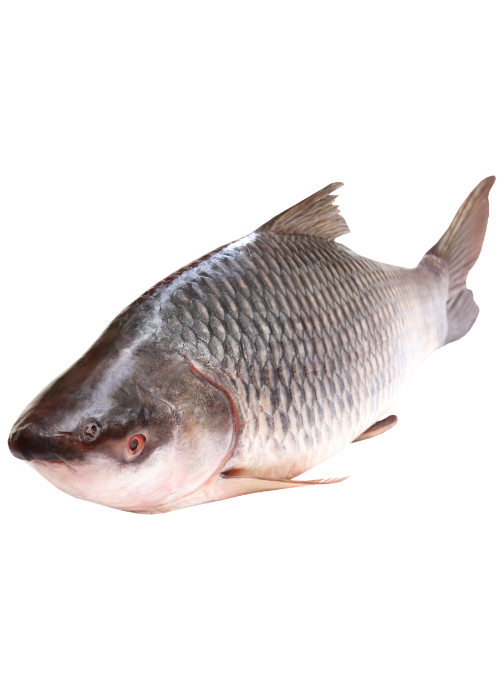 Fishery 2