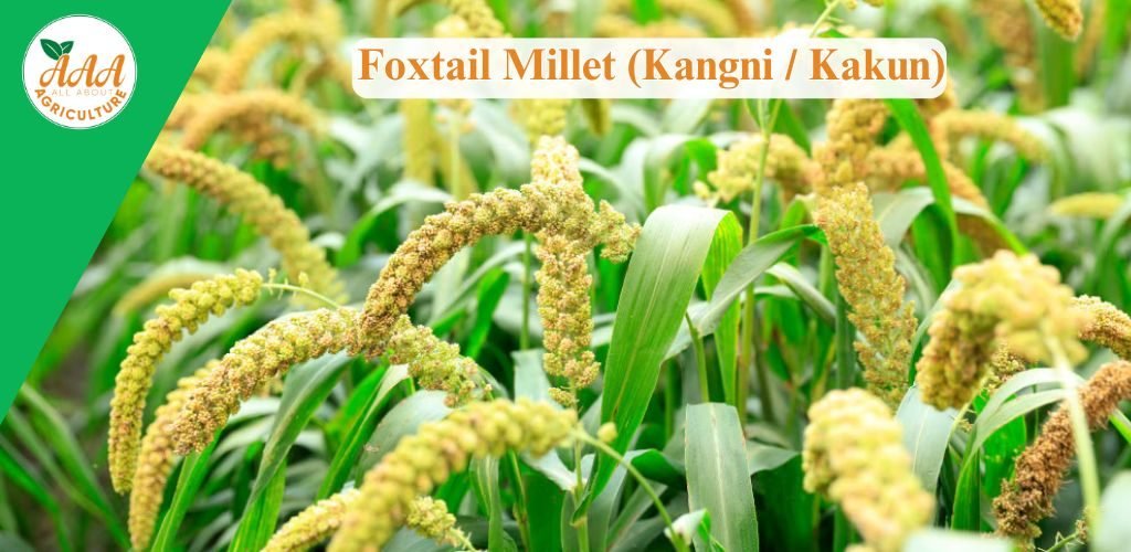 Foxtail Millet (Kangni _ Kakun)