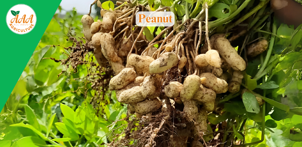 Graoundnut