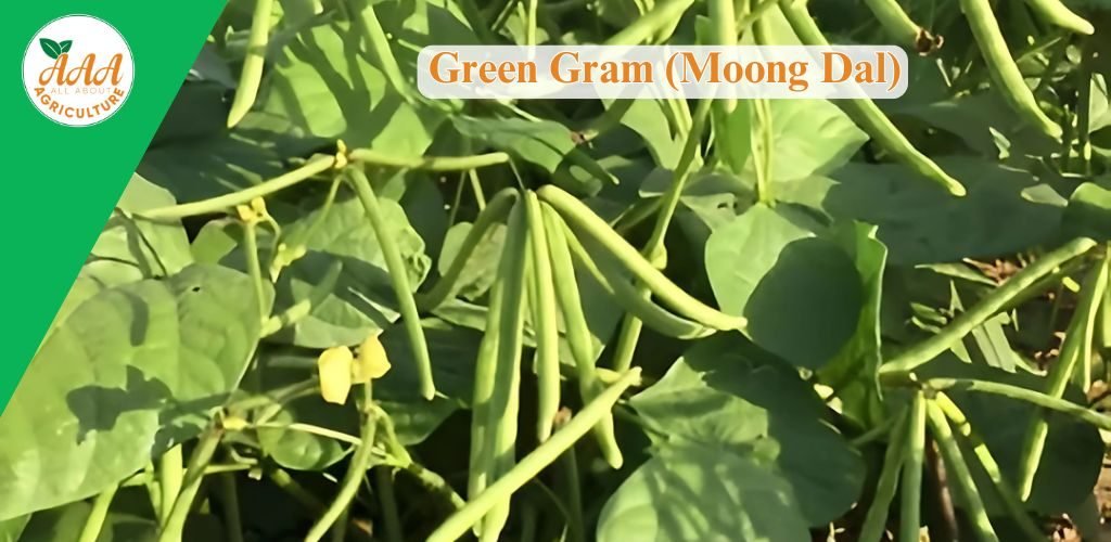 Green Gram (Moong Dal)