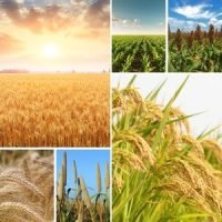 Horticulture & Plantation