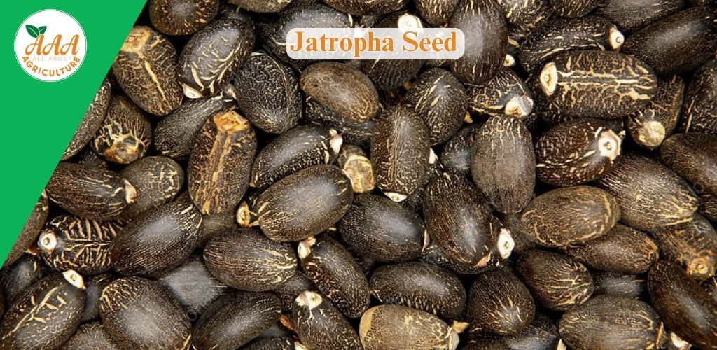 Jatropha Seed