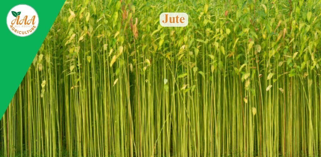 Jute