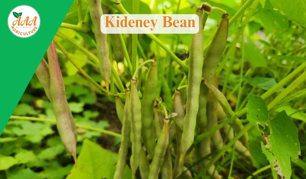Kidney Beans