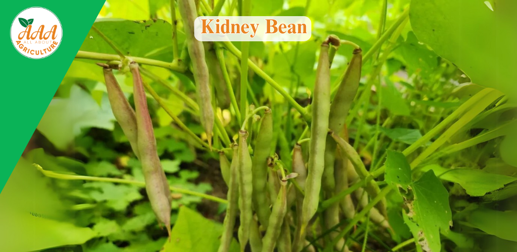Kidney Beans