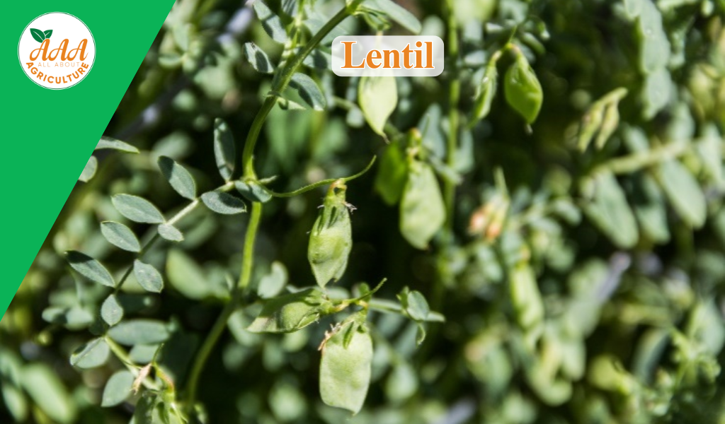 Lentil