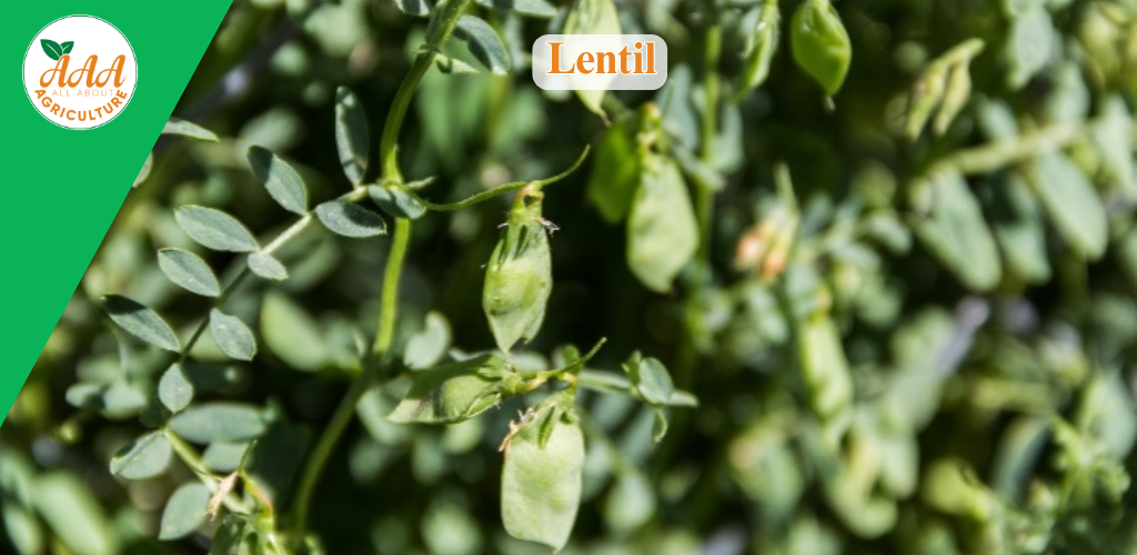 Lentil - All About Agriculture