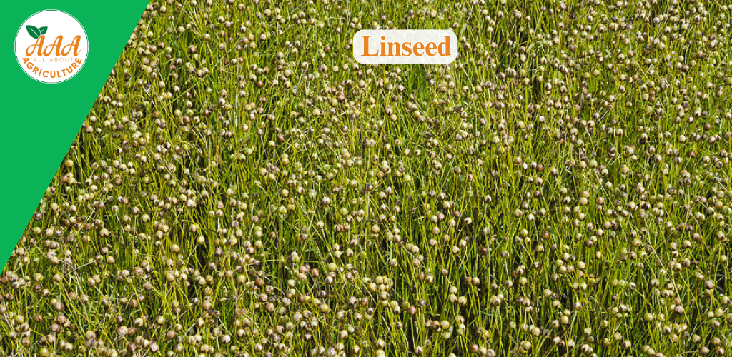 Linseed - All About Agriculture