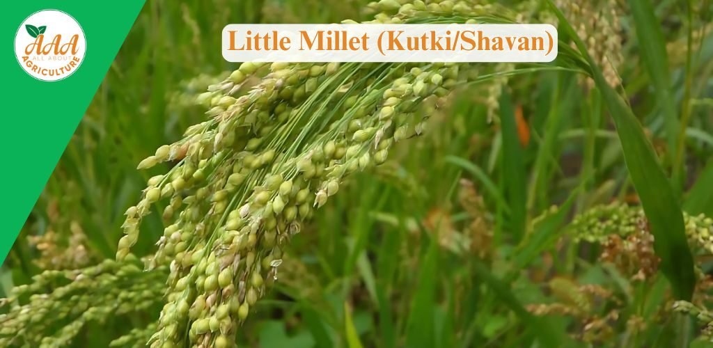 Little Millet (Kutki_Shavan)