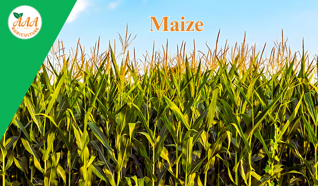 Maize
