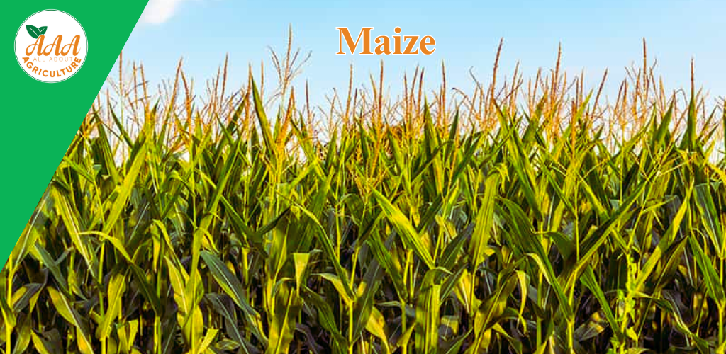 Maize - All About Agriculture