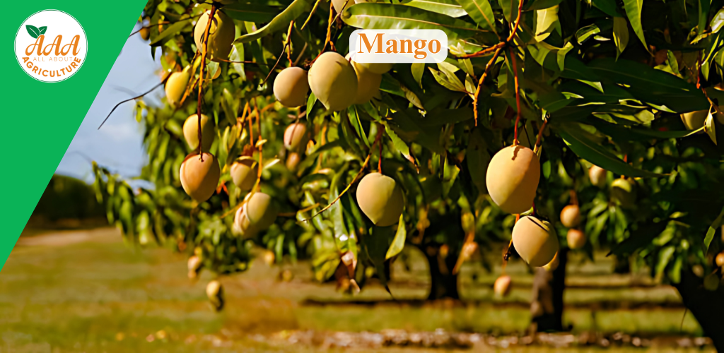 Mango Mango