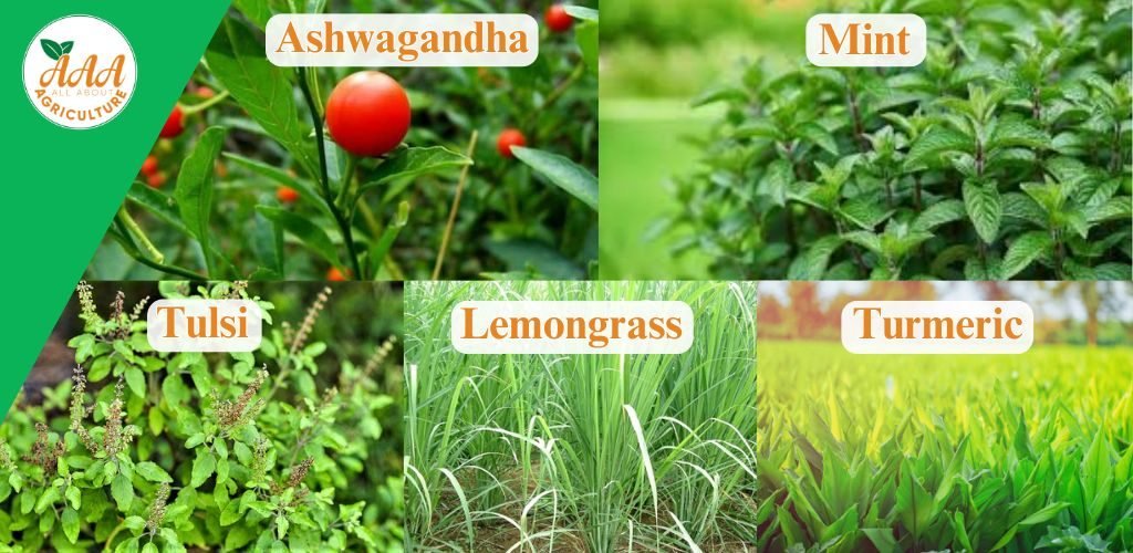 Medicinal & Aromatic Plants