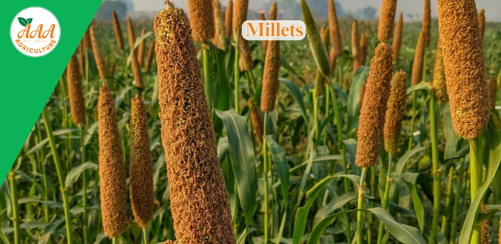 Millets - All About Agriculture