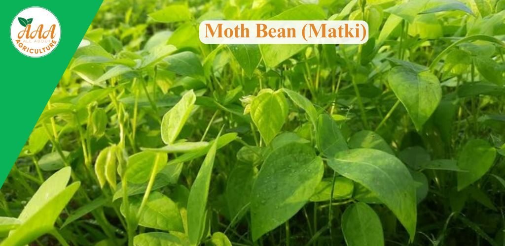 Moth Bean (Matki)