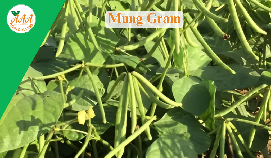 Mung Gram